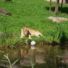 Löwe liegt auf der (Ball) Lauer