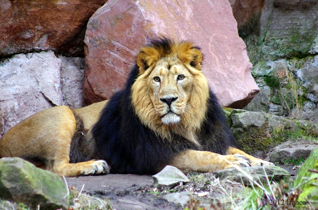 Löwe - lion