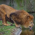 Löwe Lukas im Dortmunder Zoo ...