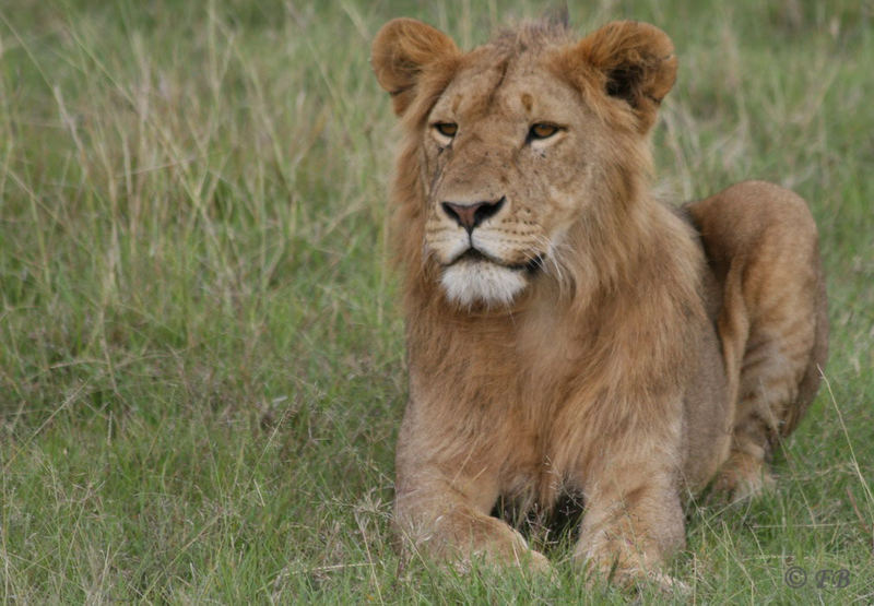 Löwe Maasai Mara Gebiet Kenya