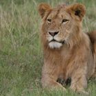 Löwe Maasai Mara Gebiet Kenya