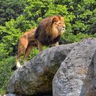 Löwe Männchen (Panthera Leo)