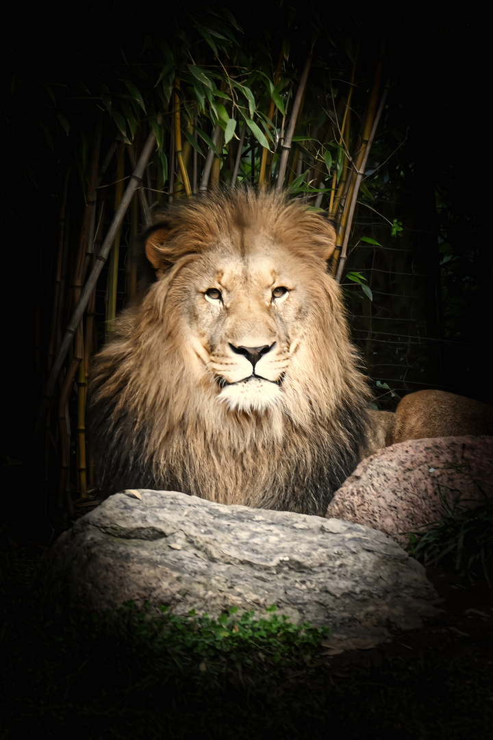 Löwe Majo im Zoo Leipzig