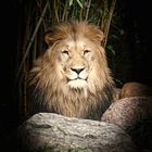 Löwe Majo im Zoo Leipzig