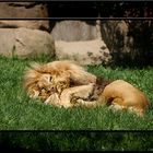 Löwe Matadi ( Leipziger Zoo )