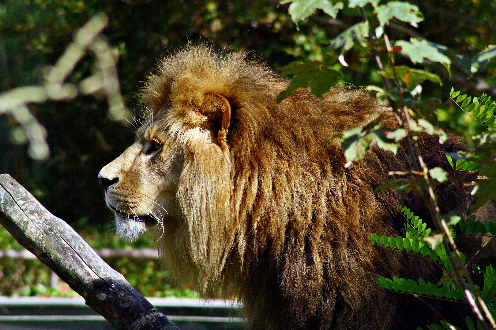 Löwe Max, Tierpark Hellabrunn