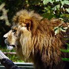 Löwe Max, Tierpark Hellabrunn