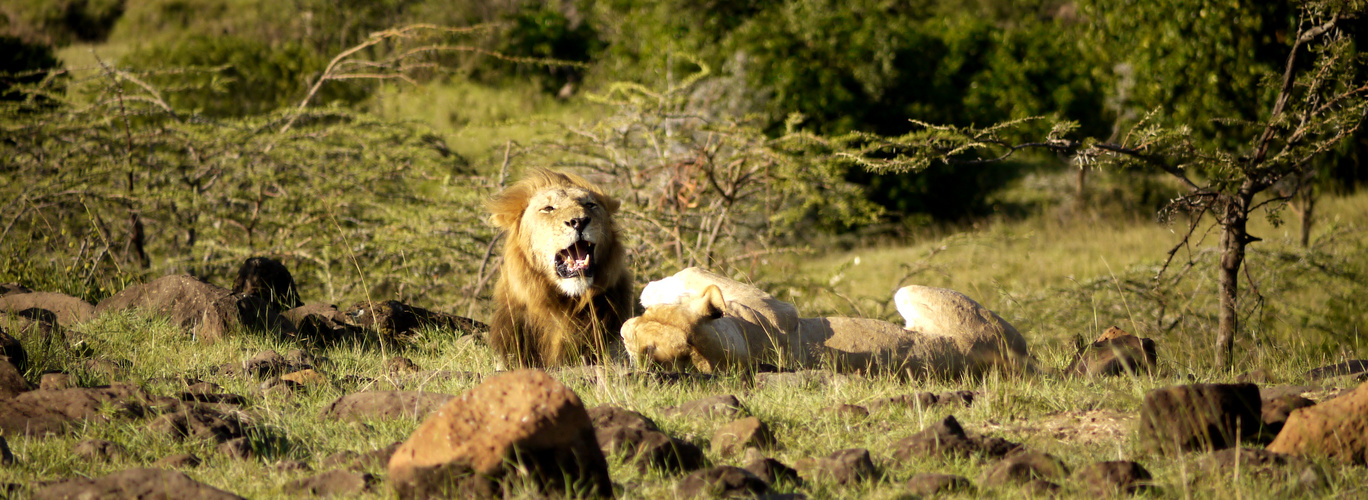 Löwe mit 2 Löwenweibchen