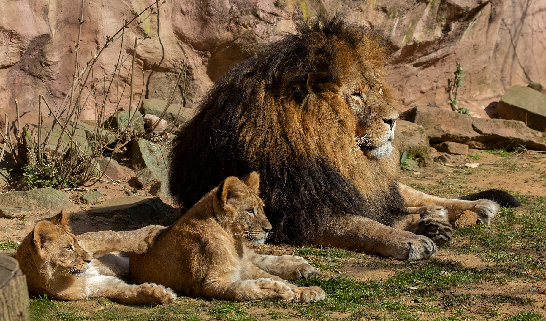 Löwe mit Babies 002 