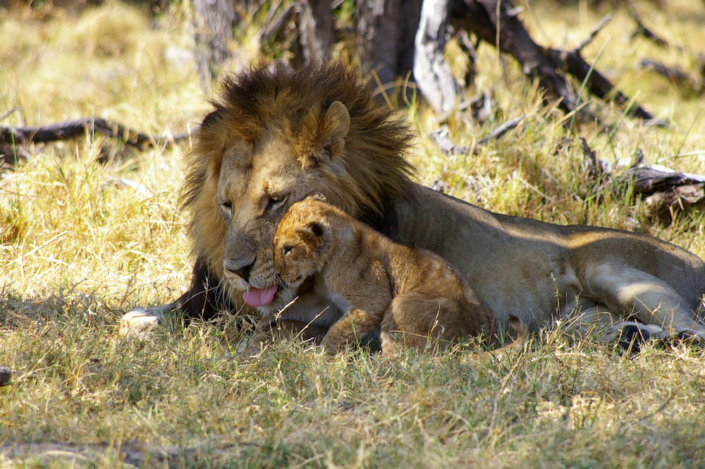 Löwe mit Baby