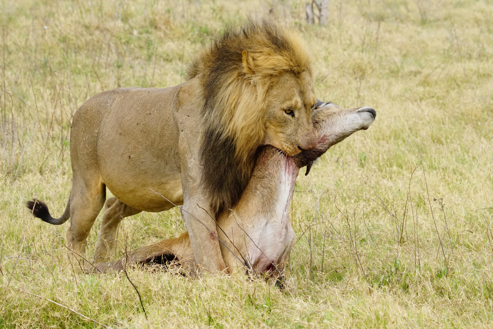 Löwe mit Beute