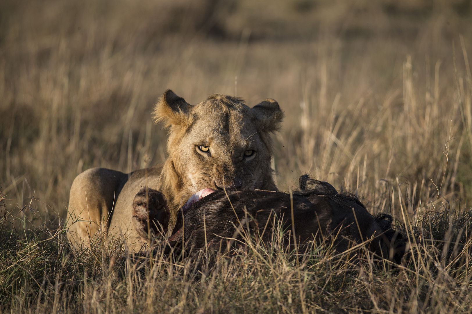 Löwe mit Beute Foto & Bild tiere, wildlife, säugetiere Bilder auf