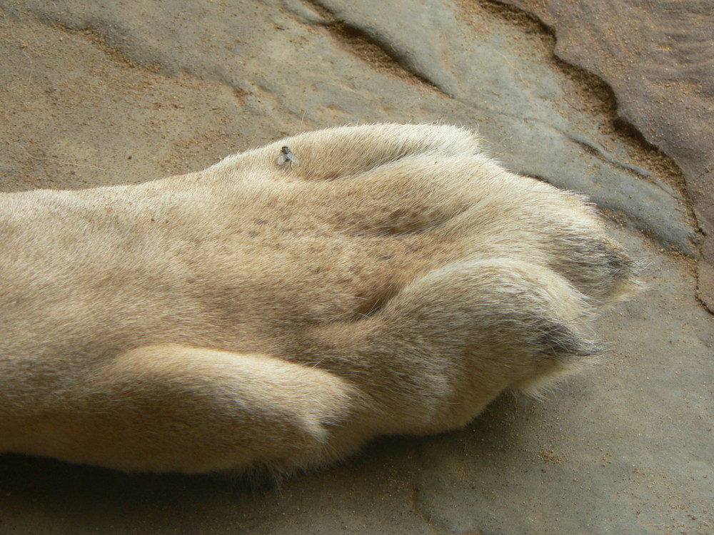 Löwe mit Fliege