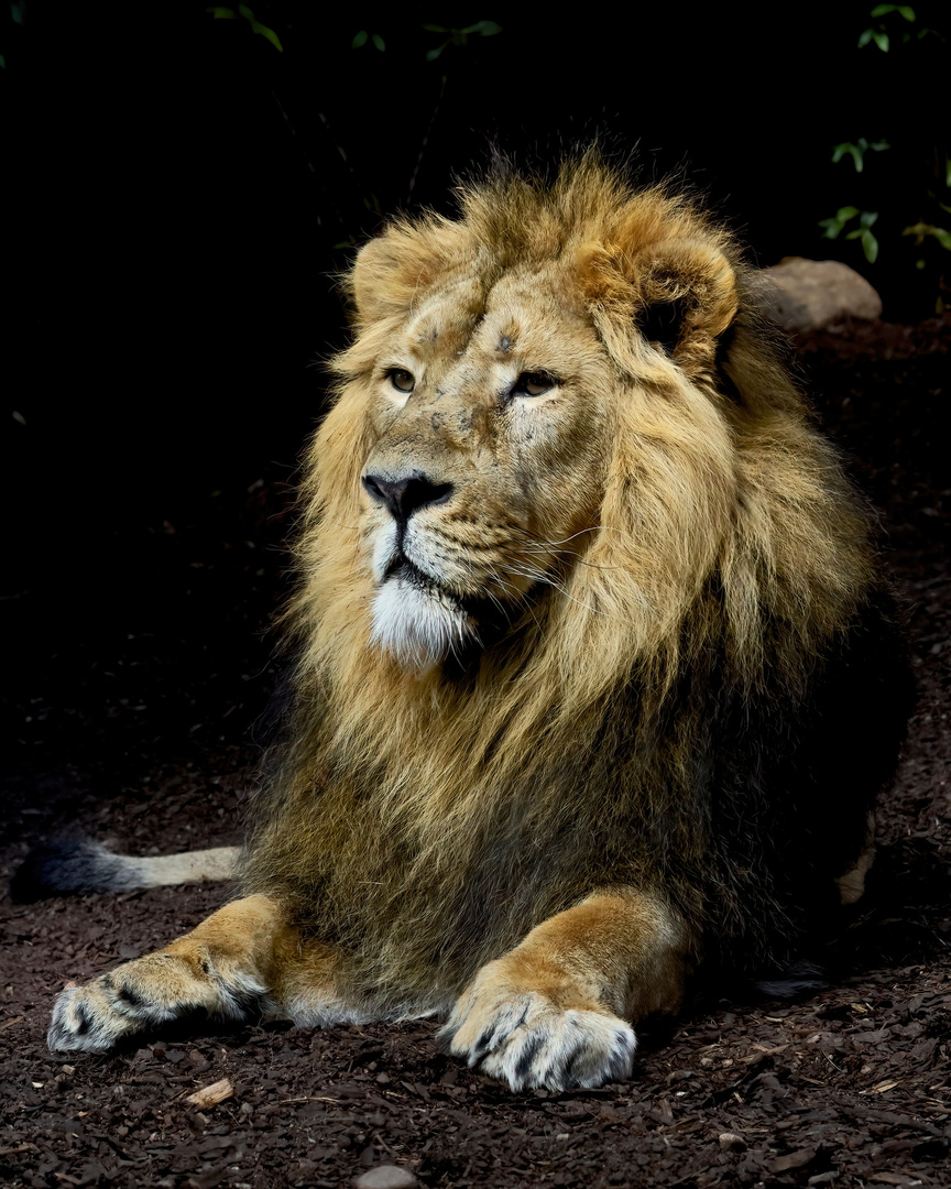 Löwe mit markanter Zeichnung