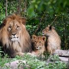 Löwe mit Nachwuchs 