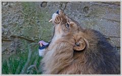 Löwe..... müde, oder hungrig?