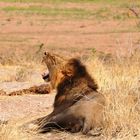 Loewe nach missglueckter Jagd.