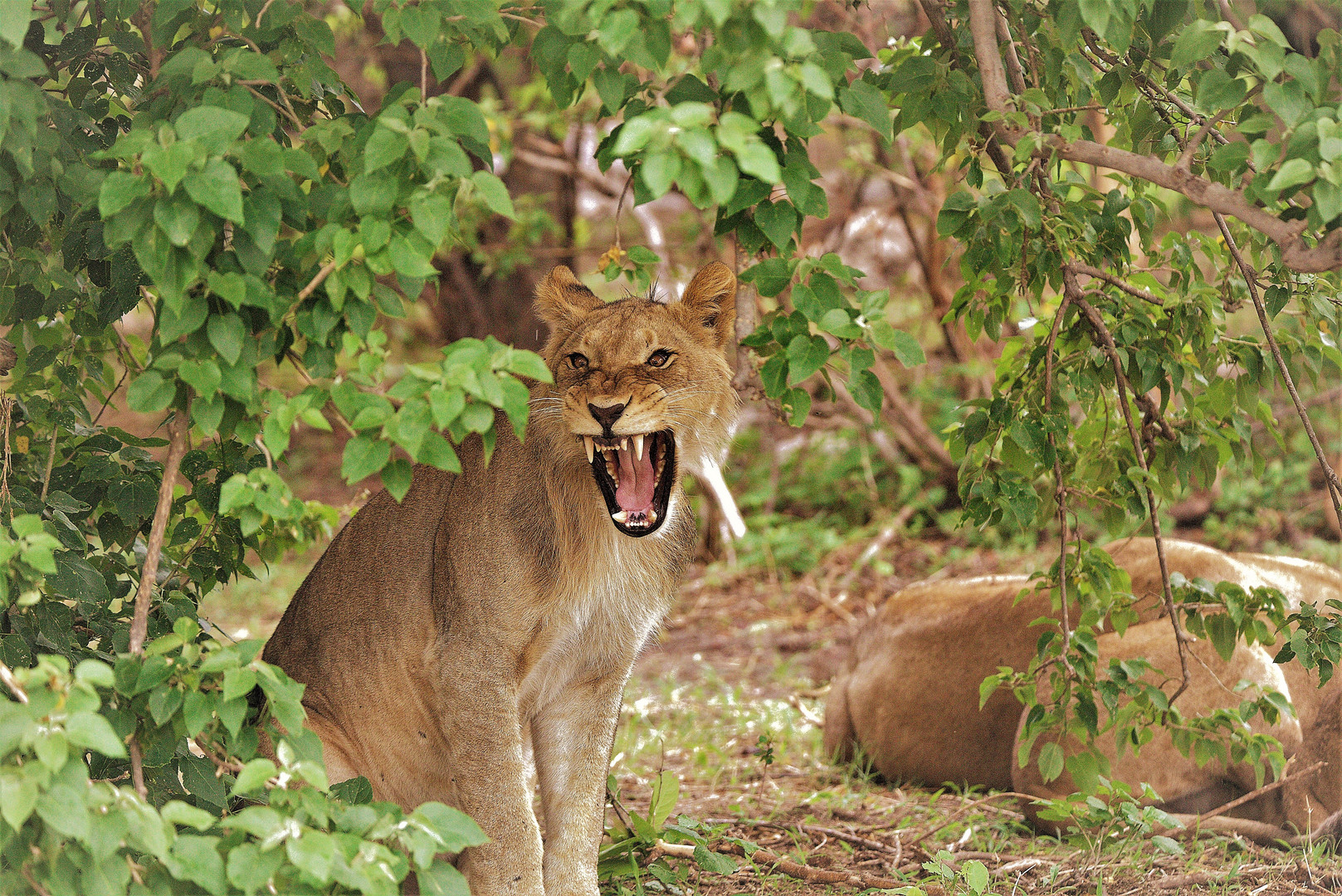 Löwe Namibia