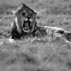 Löwe Namibia Etosha Nationalpark