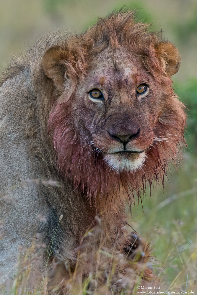 Löwe (Panter leo)