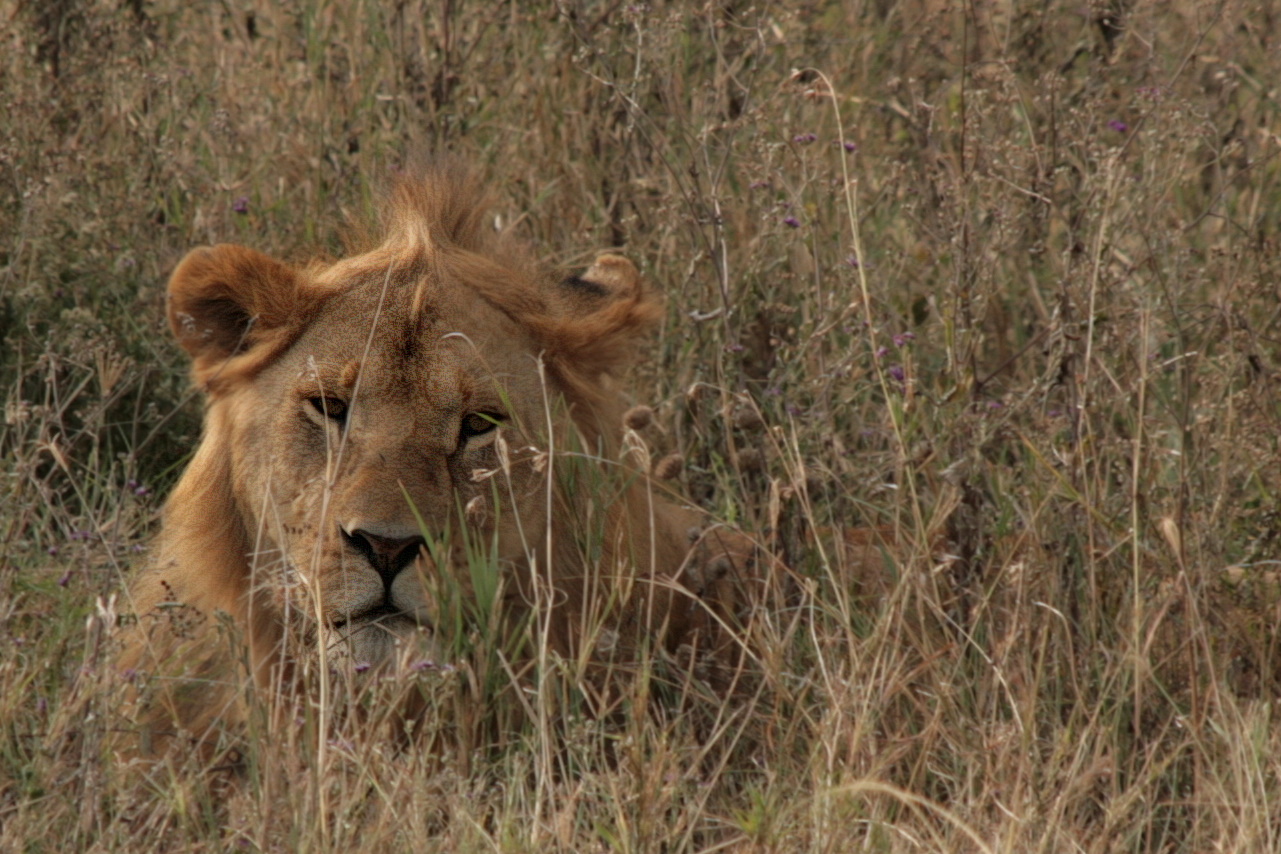 Löwe (Panthera leo) (1)