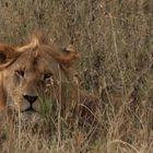 Löwe (Panthera leo) (1)