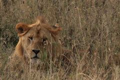 Löwe (Panthera leo) (1)