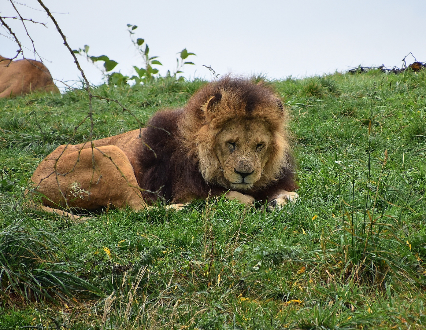 Löwe (Panthera leo)