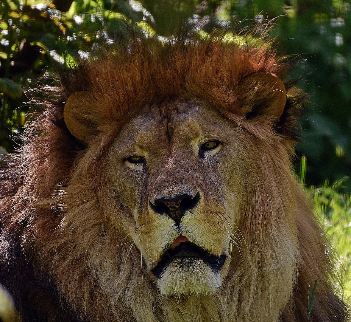 Löwe (Panthera leo) 