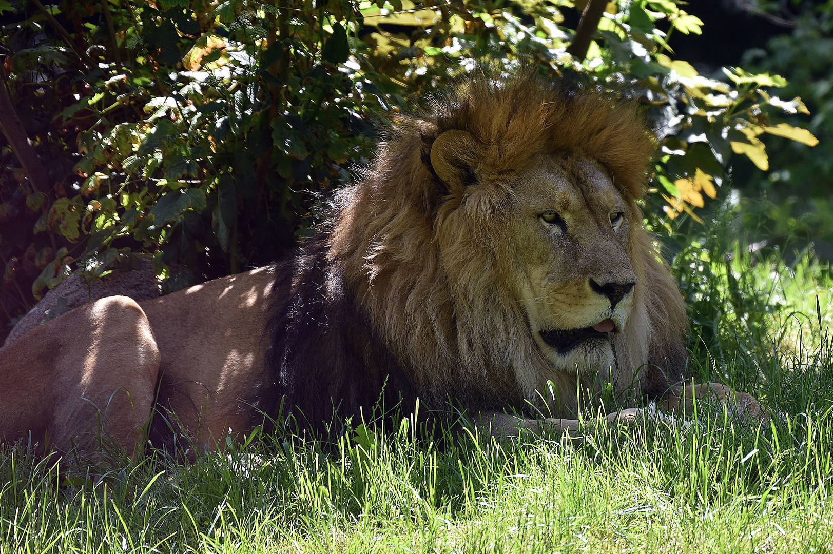 Löwe (Panthera leo) 