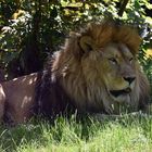 Löwe (Panthera leo) 