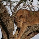 Löwe (Panthera leo) (6)