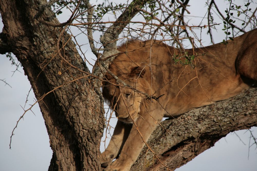 Löwe (Panthera leo) (6)