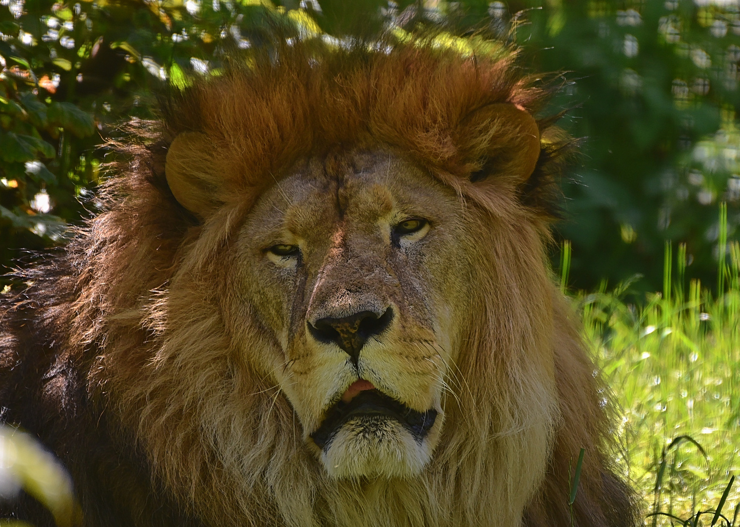 Löwe (Panthera leo)