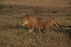 Löwe (Panthera leo) (7)