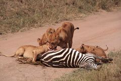 Löwe (Panthera leo) (8)