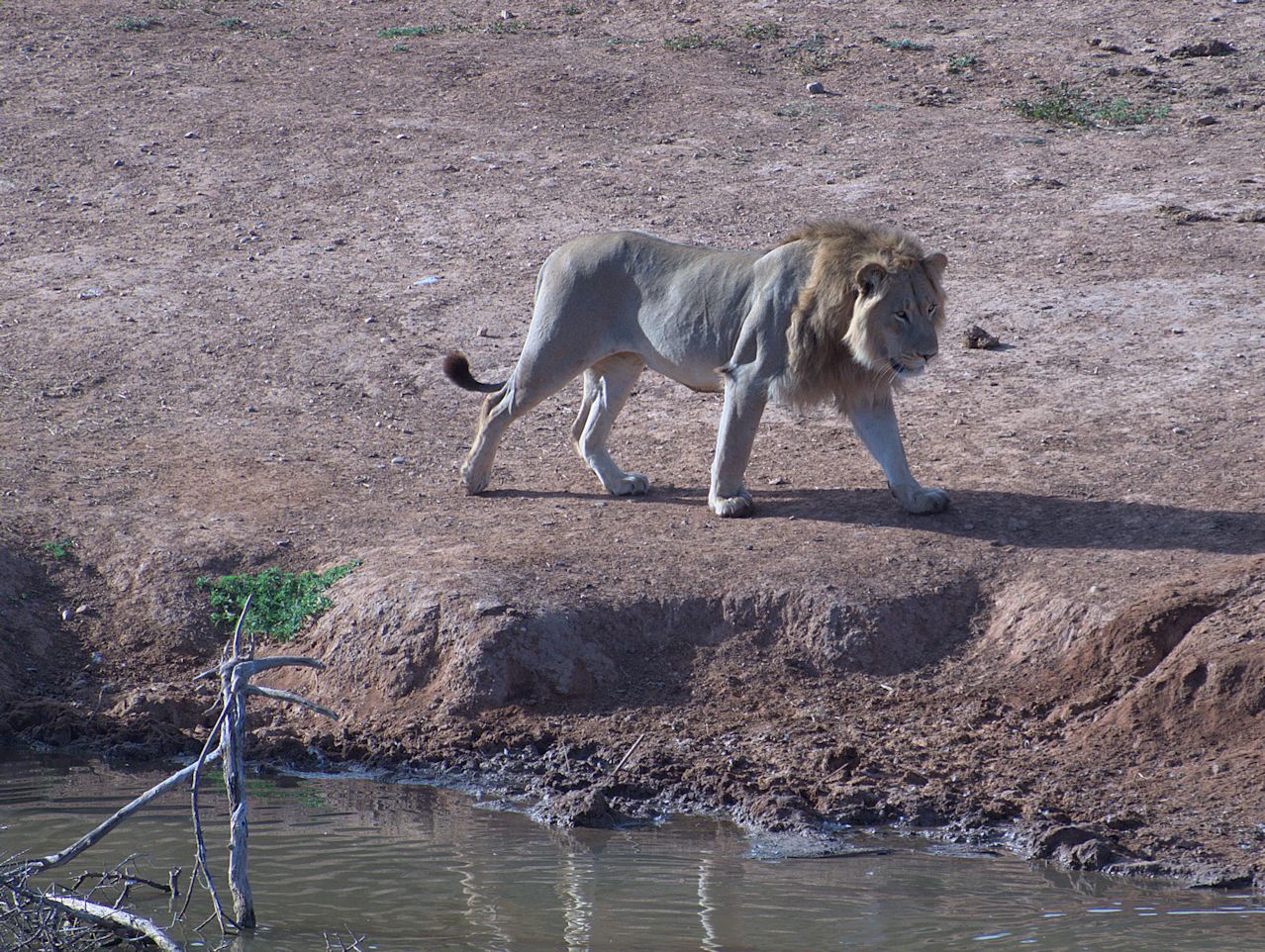 Löwe (Panthera leo) ... 