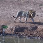 Löwe (Panthera leo) ... 