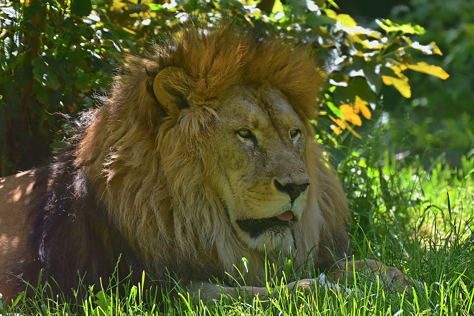 Löwe (Panthera leo)