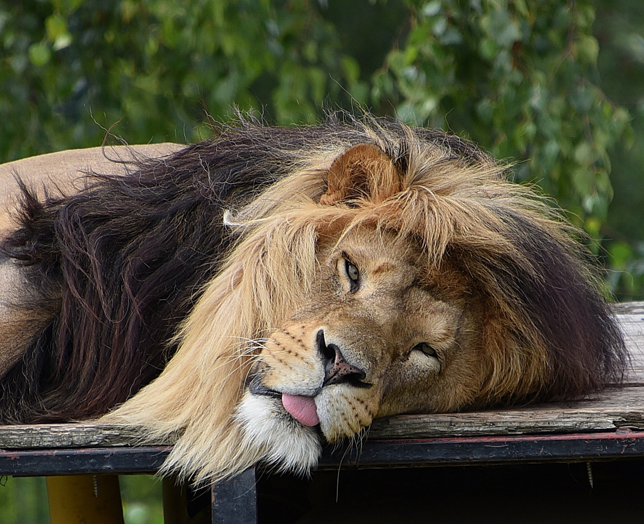 Löwe (Panthera leo) 