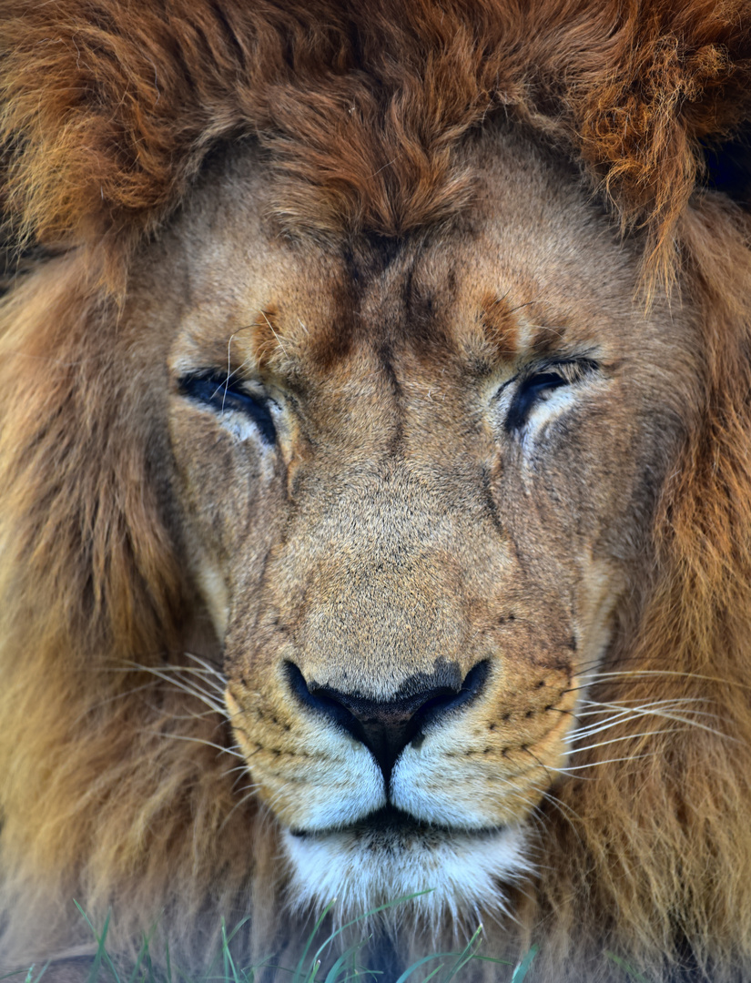 Löwe (Panthera leo)