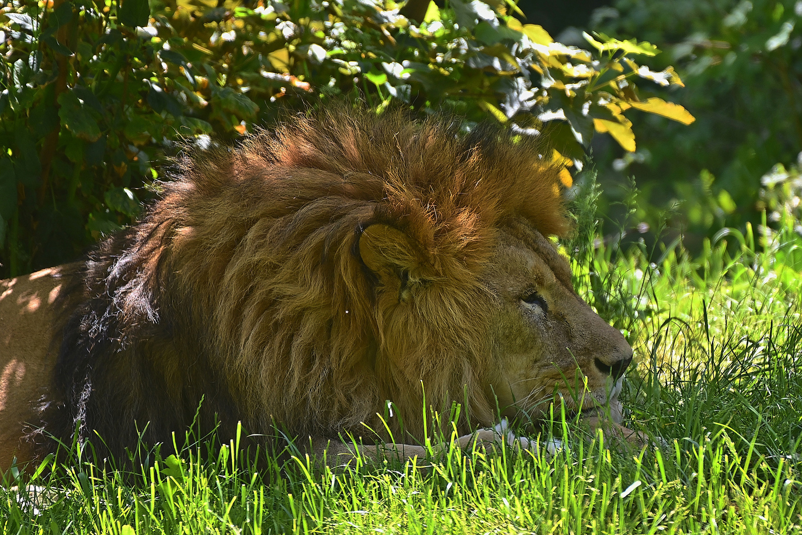 Löwe (Panthera leo)