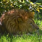 Löwe (Panthera leo)