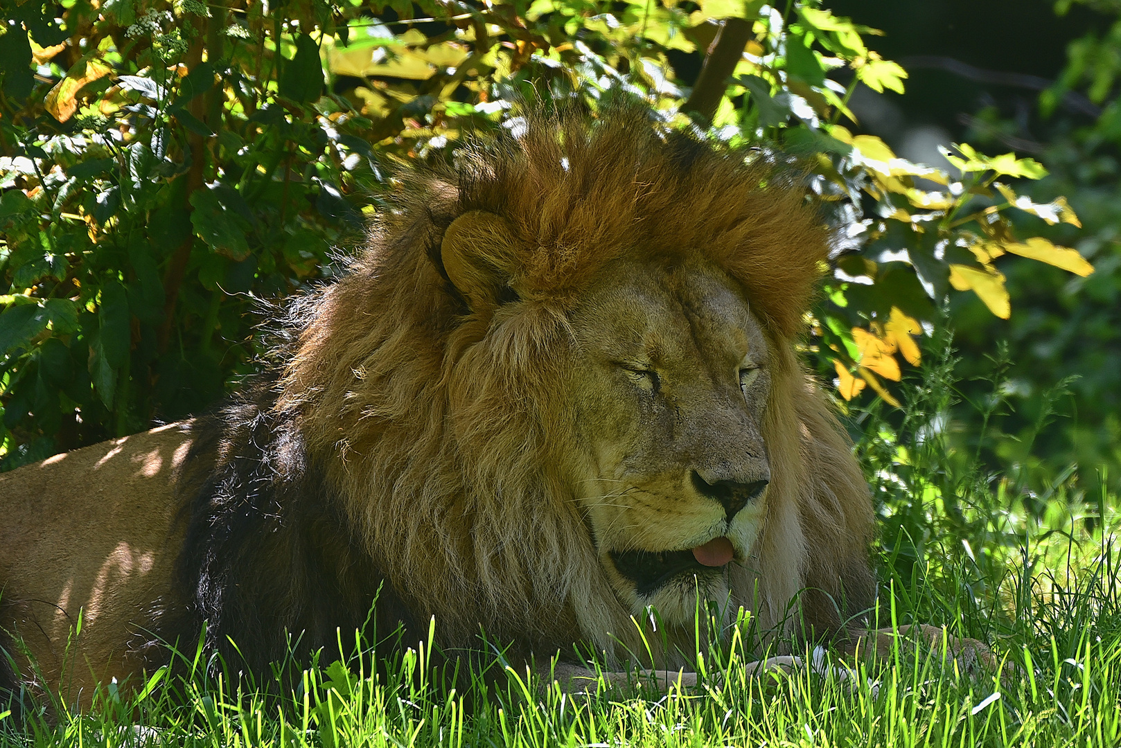 Löwe (Panthera leo)