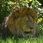 Löwe (Panthera leo)