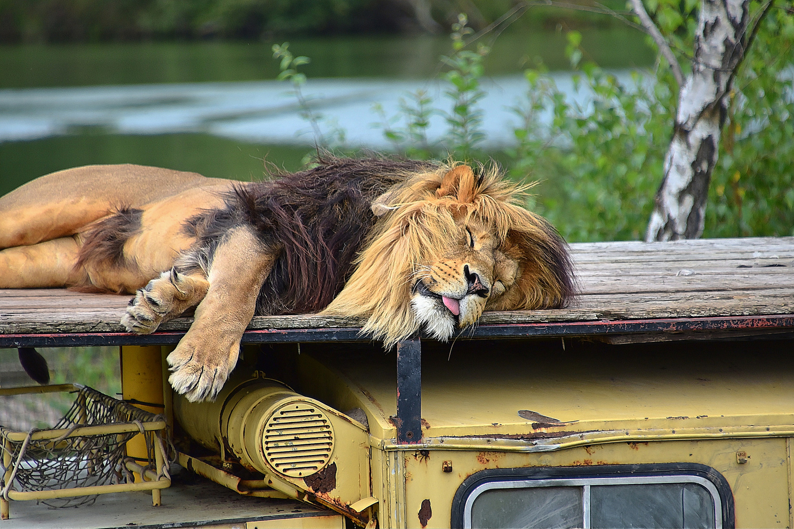 Löwe (Panthera leo)