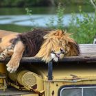 Löwe (Panthera leo)