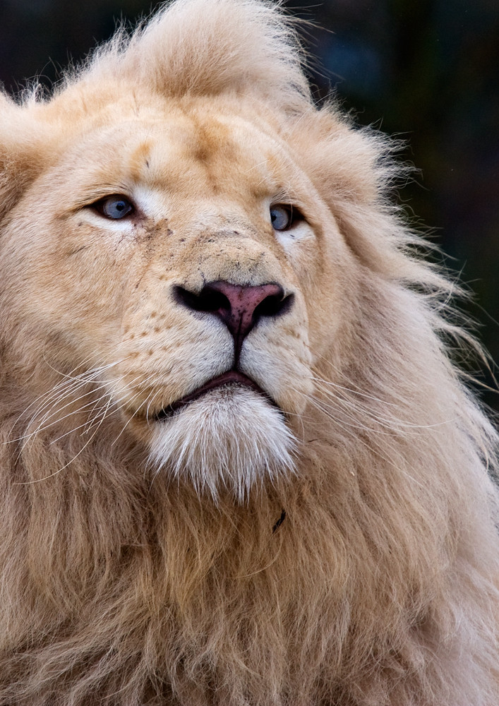 Löwe (Panthera leo, altertümelnd Leu) / Männchen / Portrait