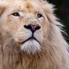 Löwe (Panthera leo, altertümelnd Leu) / Männchen / Portrait