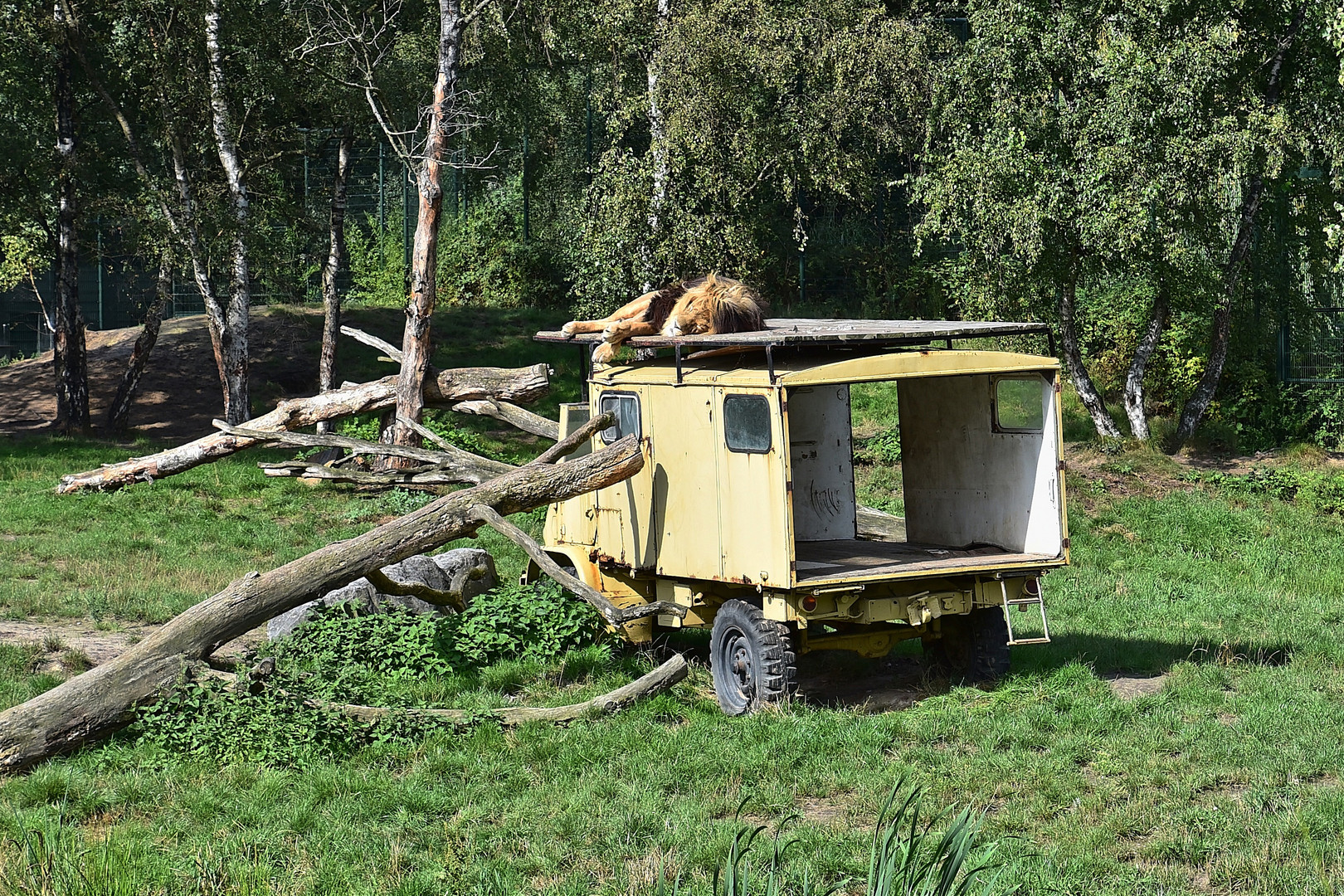 Löwe (Panthera leo)